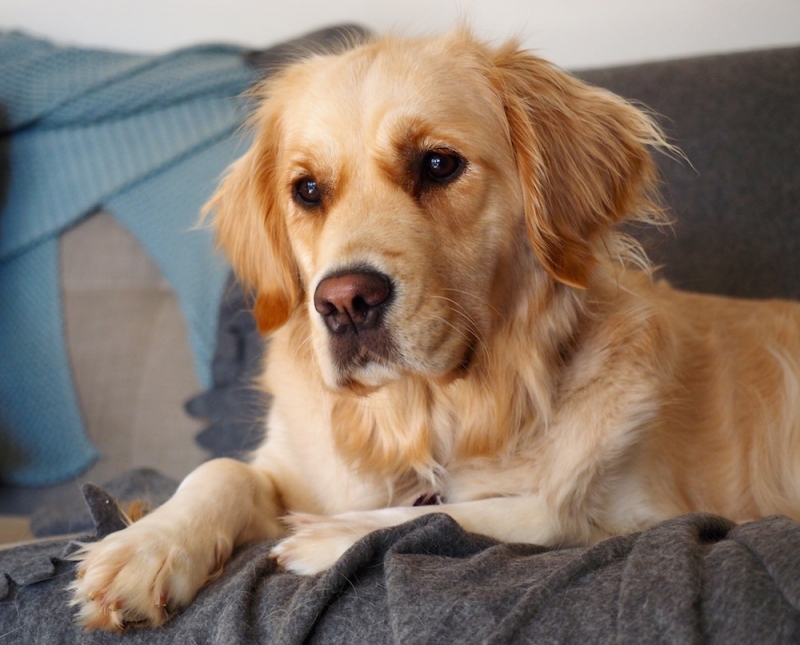 sugar creek valley golden retrievers